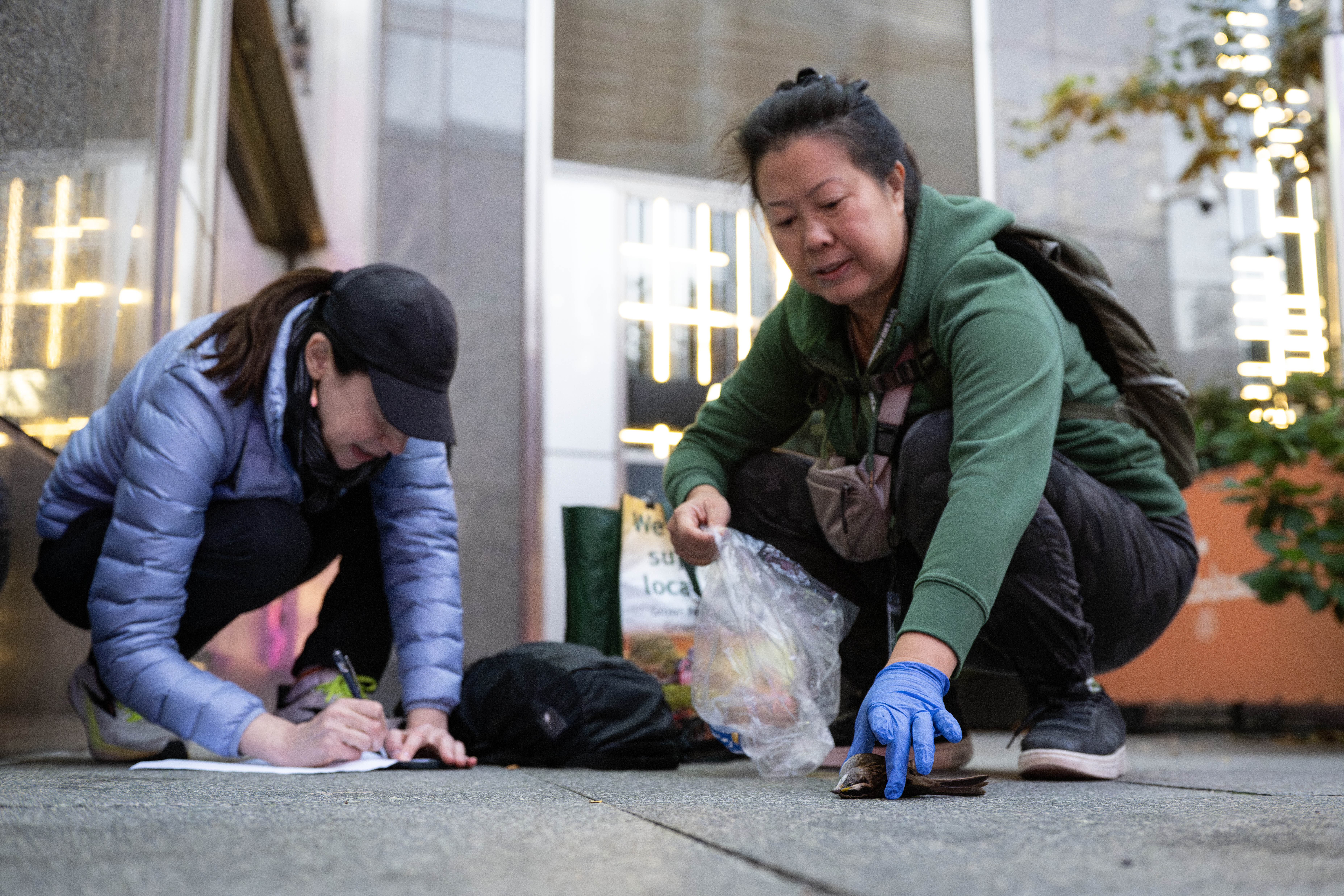 Collision monitors Hilary Berliner (left) and Dawne Eng (right) record and collect dead birds killed from window strikes. Photo: Terria Clay