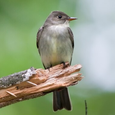 The plaintive "PeeWeeee..." of the Eastern Wood-Pewee can be heard during nesting season in Cunnhingham Park. Photo: Kelly Colgan Azar/CC BY-ND 2.0