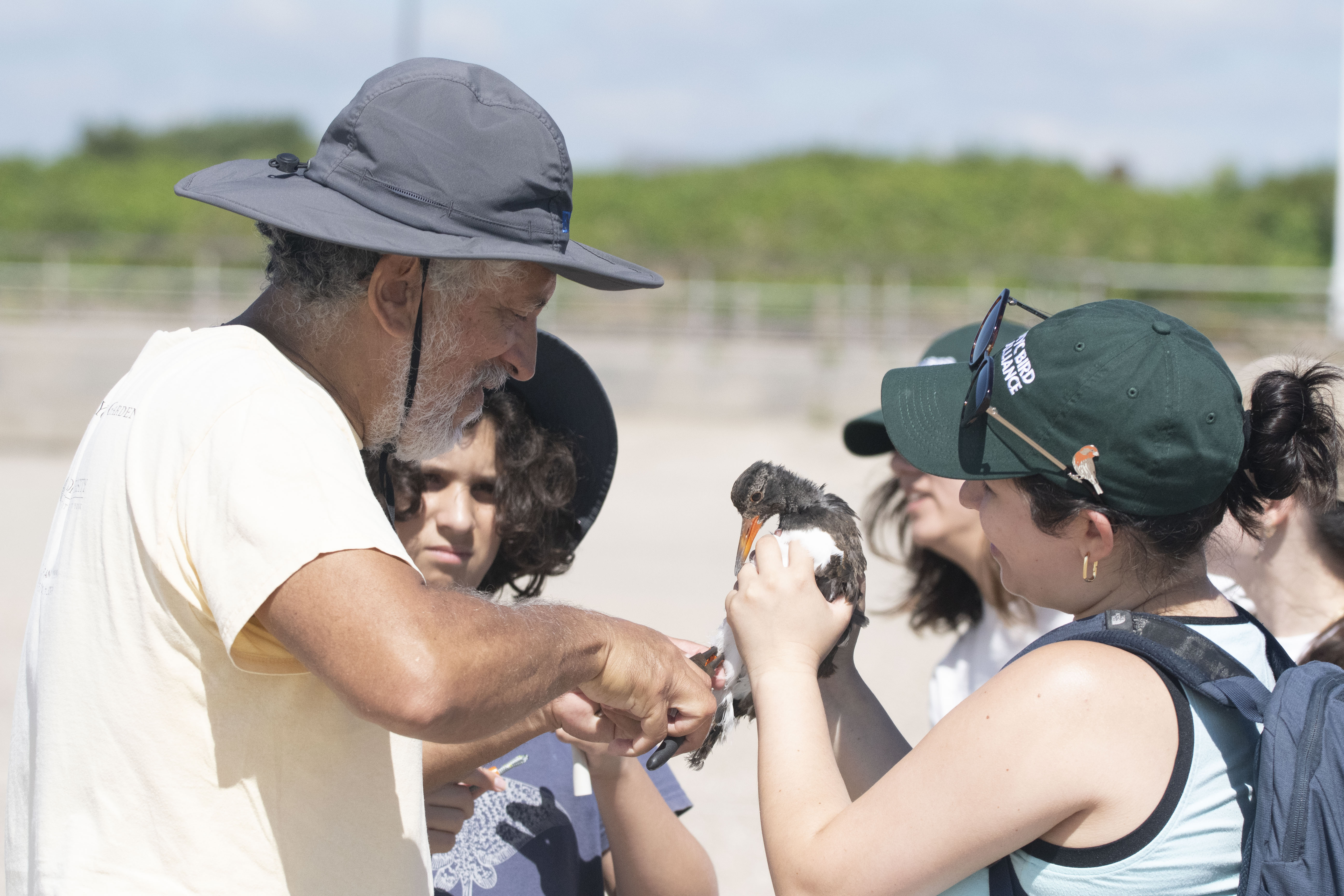 Volunteers help NYC Bird Alliance staff band an American Oystercatcher. Photo: NYC Bird Alliance