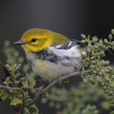 Black-throated Green Warblers are common spring and fall migrants at NYBG. Photo: <a href="http://www.birdingaroundnyc.com/" target="_blank">Debbie Becker</a>