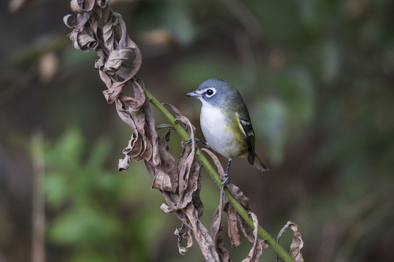 Migrants of all sorts, including Blue-headed Vireo, stop over in Hudson River Park. Photo: François Portmann