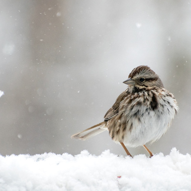The hardy Song Sparrow is seen in New York City all year long. Photo: PJ Kaszas/Audubon Photography Awards