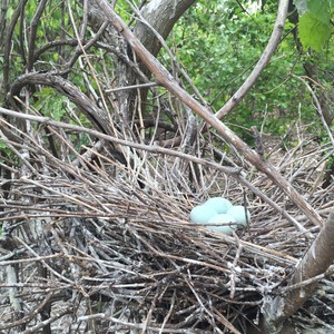 Snowy Egret nests like this one on South Brother Island are made of fine sticks and can host as many as six eggs. Photo: Christopher Girgenti