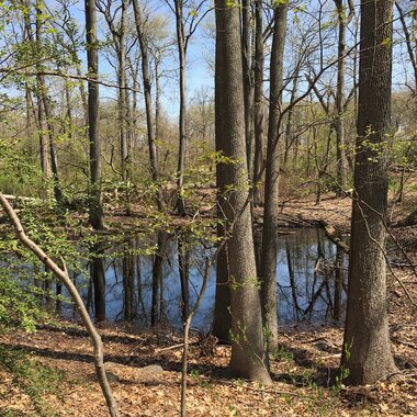 A vernal pool in Cunningham Park. Photo: bunniesrawr/CC