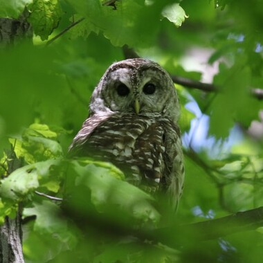 Barred Owls visit NYBG during migration and in the wintertime. Photo: <a href="http://www.birdingaroundnyc.com/" target="_blank">Debbie Becker</a>