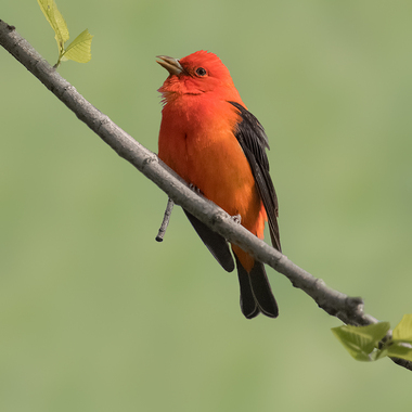 Scarlet Tanagers migrate through our parks and may nest in Cunningham Park. Photo: David Speiser