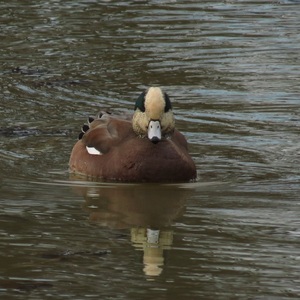 A drake American Wigeon approaches on Baisley Pond. Photo: Keith Michael