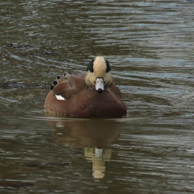 A drake American Wigeon approaches on Baisley Pond. Photo: Keith Michael