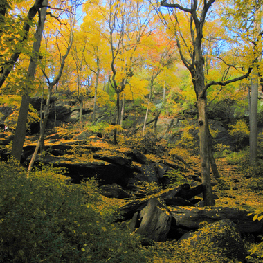 The boulder-strewn slope of the Inwood Hill forest. Photo: Steve Guttman/CC BY-NC-ND 2.0