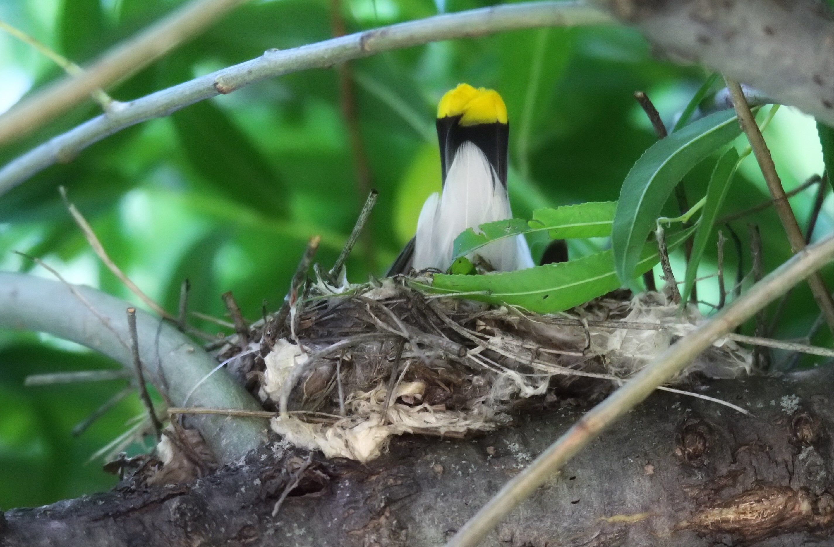 A Cedar Waxwing on its nest. Cedar Waxwings were confirmed nesting in Central Park in NYC Bird Alliance’s 1998 and 2008 surveys. In 2020, this species was confirmed nesting in all five boroughs of New York City by volunteers for the NY State Breeding Bird Atlas. Photo: Mark Moschell/<a href="https://creativecommons.org/licenses/by-nc/2.0/" target="_blank" >CC BY-NC 2.0</a>