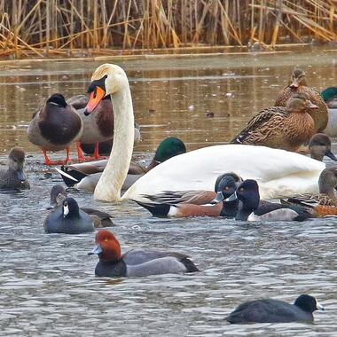 Baisley Pond Park hosts a startling variety of wintering waterfowl, including American Wigeon, Ring-necked Duck, and Redhead. Photo: Richard Gold, MD