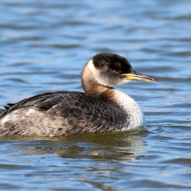 An unusual Red-necked Grebe stopped by Baisley Pond in 2015. Photo: Isaac Grant