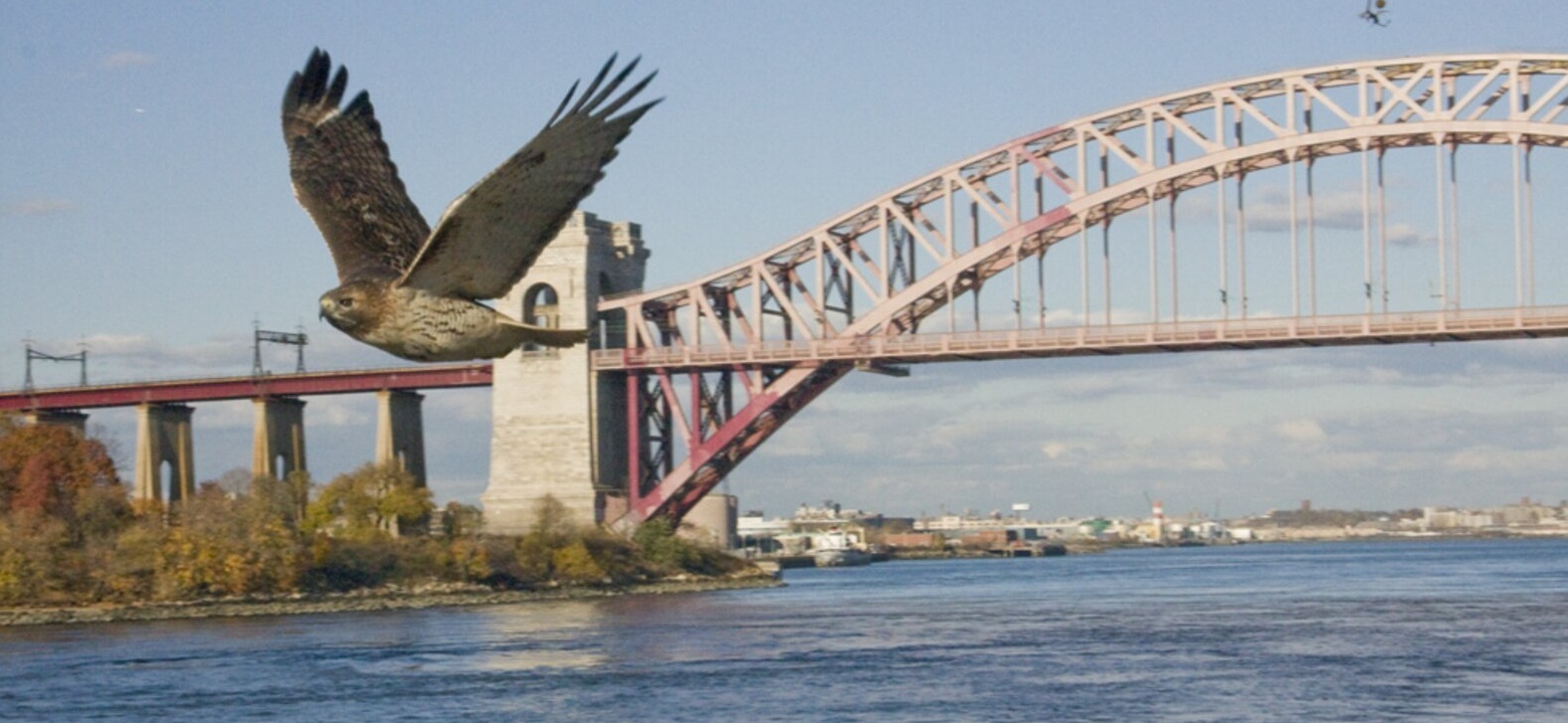 A Red-tailed Hawk flies by the Hell Gate Bridge. Photo: John Timmer