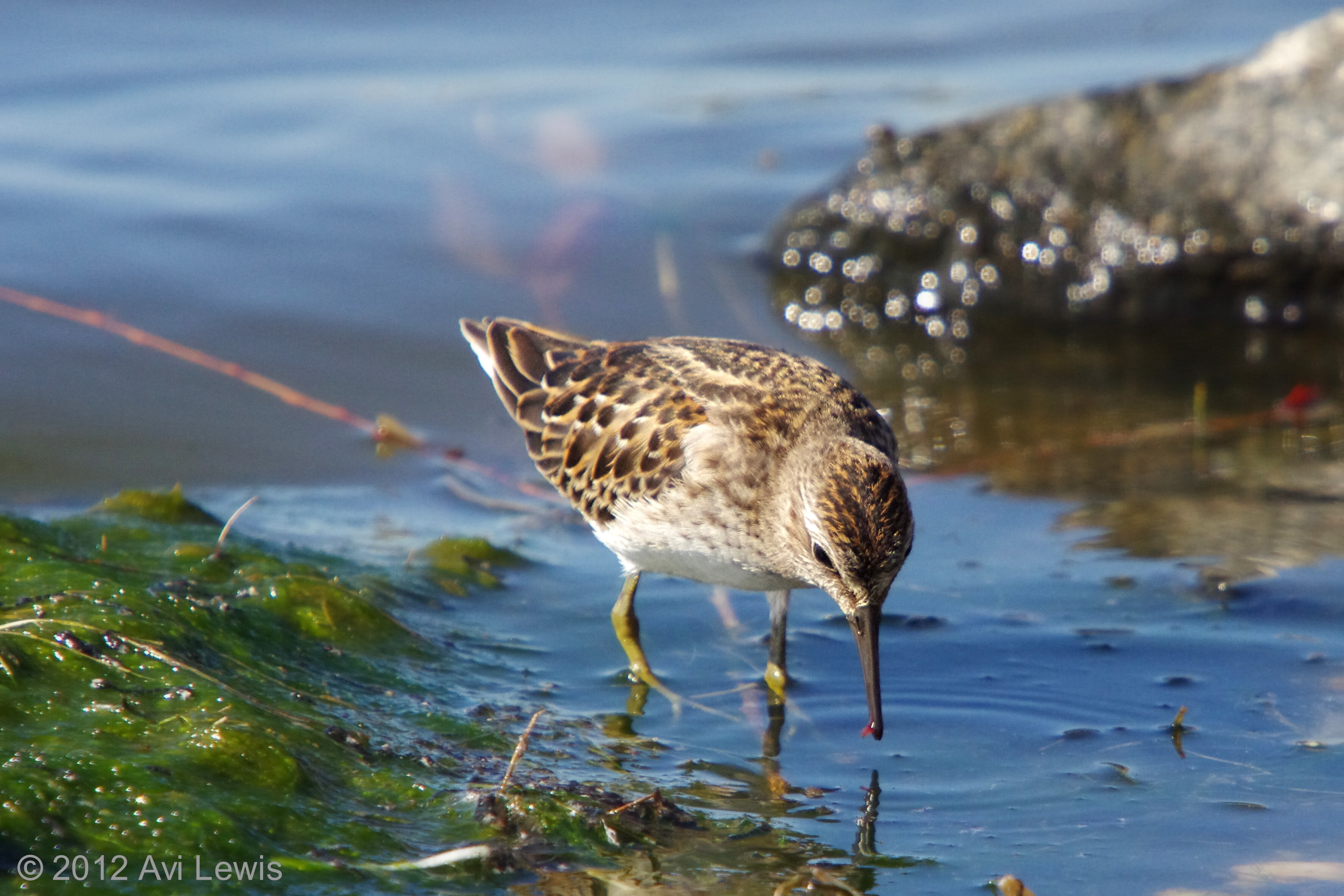 A Least Sandpiper visits Meadow Lake. Photo: Avi Lewis