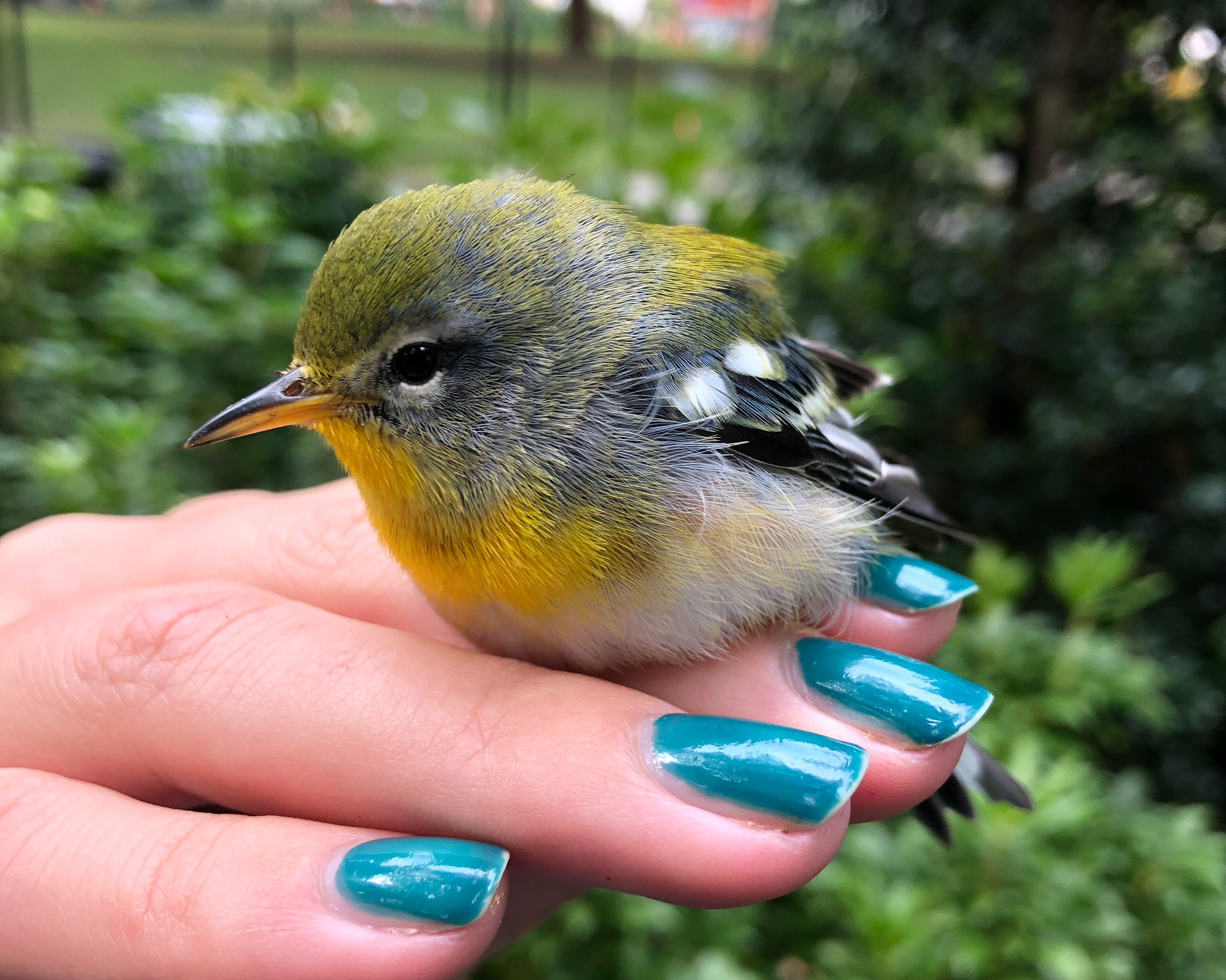 This Northern Parula was found stunned in Manhattan’s Flatiron District. Senior Conservation Biologist Kaitlyn Parkins helped it safely recover at the office before releasing it back into the wild in Madison Square Park, pictured here. Photo: NYC Bird Alliance