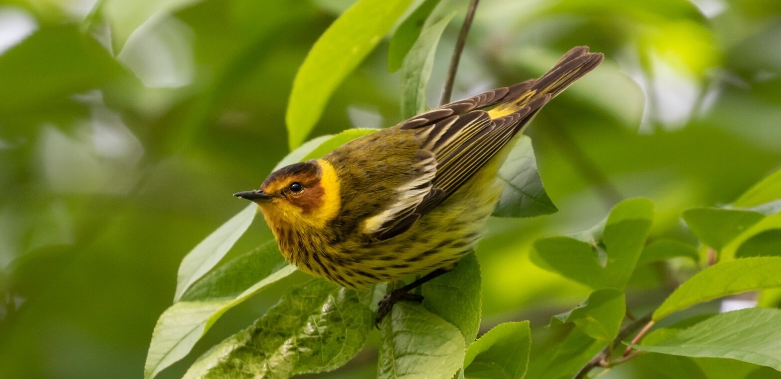 Prospect Park is one of the City’s principal migrant hotspots, attracting over 30 species of warbler each year, including the Cape May Warbler. Photo: Ryan F. Mandelbaum