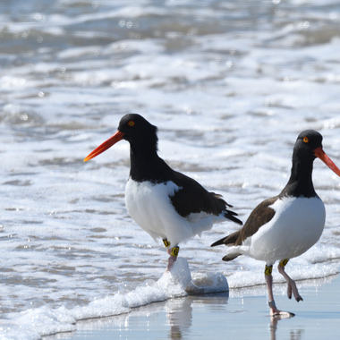 American Oystercatcher breeding pair “6U and 7U,” banded in 2013, have fledged eight young as of spring 2019. Photo: NYC Bird Alliance