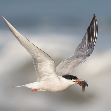 A parent Common Tern brings food back to the nesting colony. (Notice the dark coloring of the upper surface of the primaries, which helps distinguish this species from the silvery-winged Forster’s Tern.). Photo: <a href="https://www.lilibirds.com/" target="_blank" >David Speiser</a>