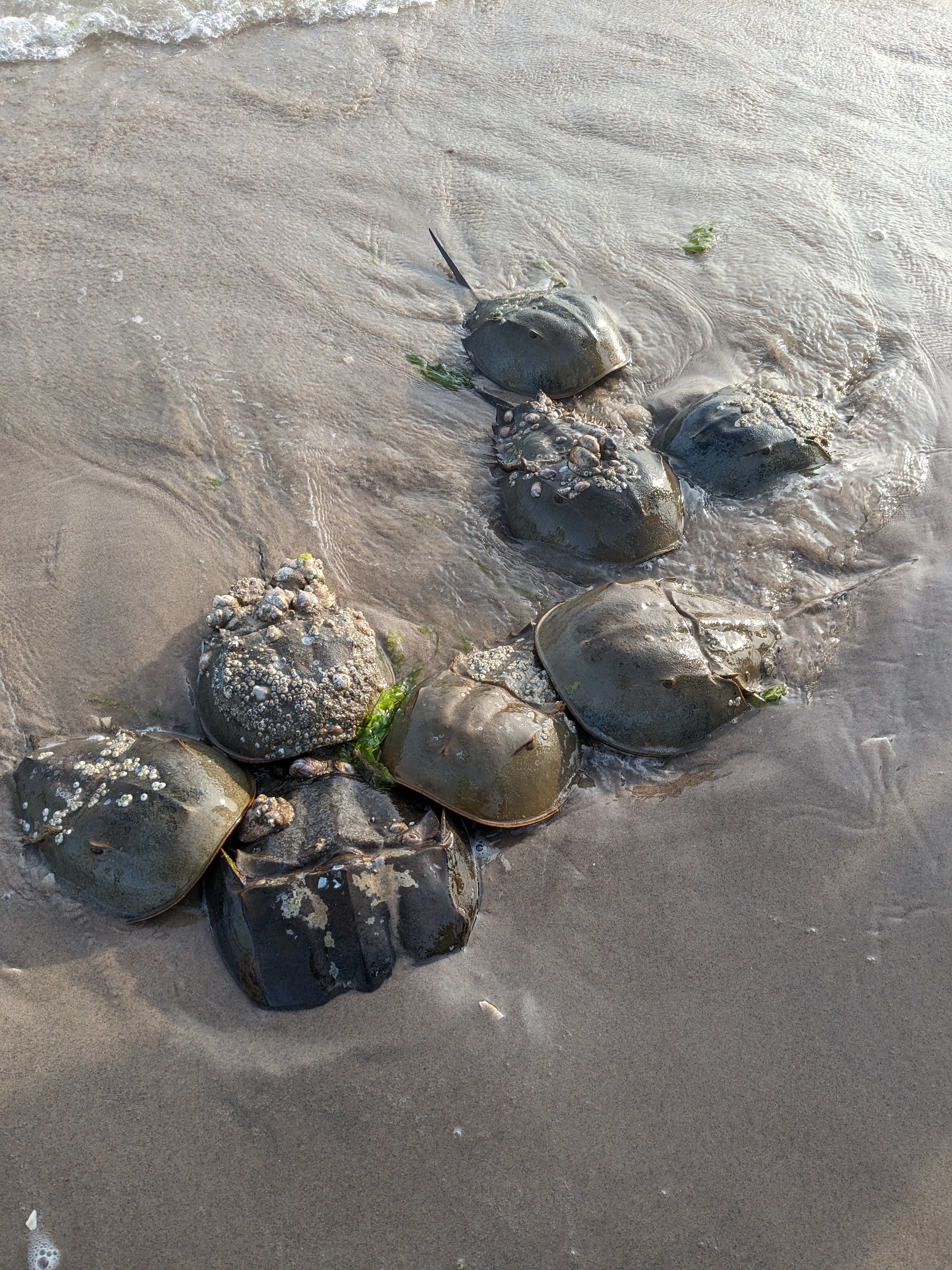 Horseshoe crabs gather on Plumb Beach to spawn. Photo credit: Roslyn Rivas