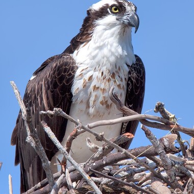 Oy eat fish exclusively, and find plenty of it in Jamaica Bay. Photo: <a href="https://www.lilibirds.com/" target="_blank">David Speiser</a>