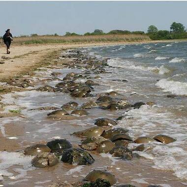 Atlantic Horseshoe Crabs in a spawning frenzy in Jamaica Bay. Photo: <a href="https://www.facebook.com/don.riepe.14" target="_blank" >Don Riepe</a>
