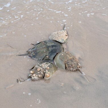 Atlantic Horseshoe Crabs at Plumb Beach, Brooklyn. The female horseshoe at center is larger than her male “suitors.” Older crabs tend to have a thicker layer of barnacles, as seen on the male crabs at top and bottom. Photo: Tracy Pennoyer