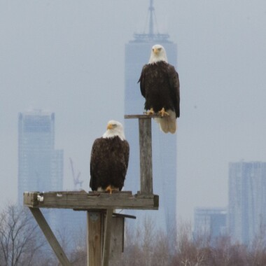 Bald Eagles in Jamaica Bay. Photo: Don Riepe