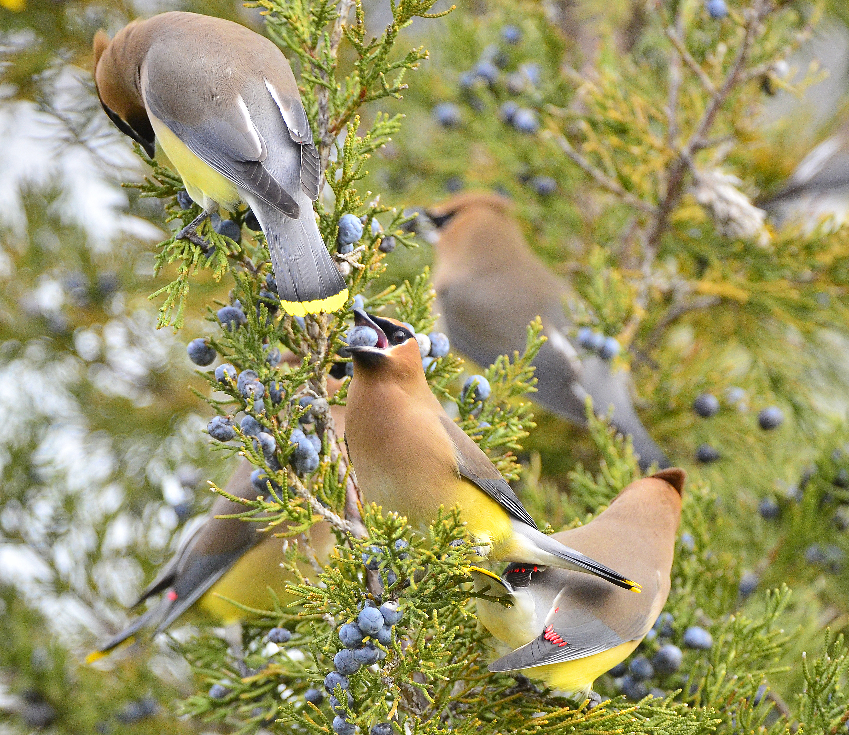 Cedar Waxwings gorge on Eastern Red-Cedar berries. Photo: David Sloas, M.D./Audubon Photography Awards