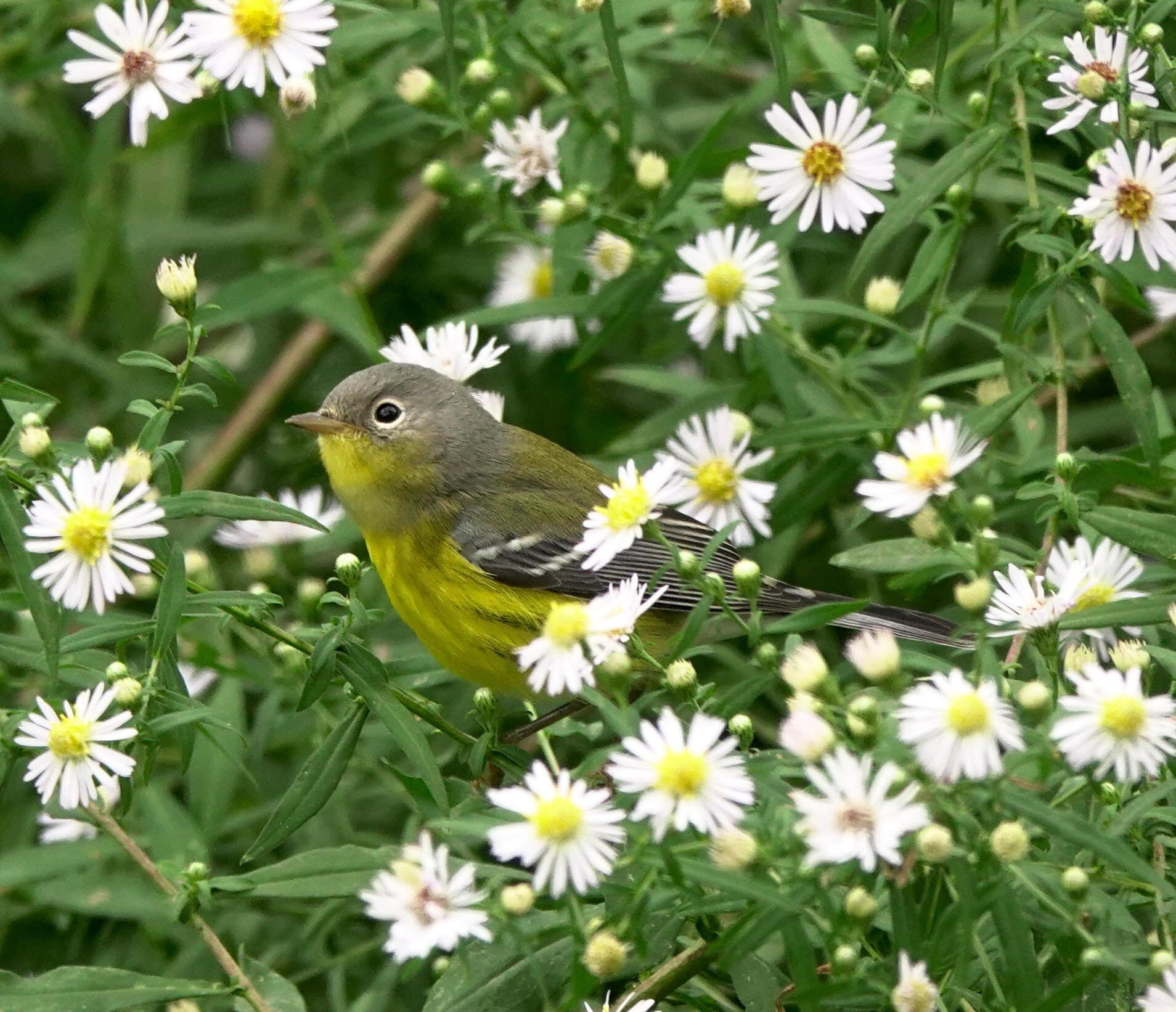 A fall-migrating Magnolia Warbler stops through the flower borders of Fort Tryon Park. Photo: <a href="https://www.instagram.com/paulawaldron/" target="_blank">Paula Waldron</a>