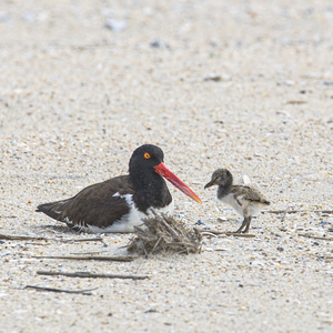 An American Oystercatcher adult and chick. <a href="https://www.flickr.com/photos/jrzykat/35177258843/" target="_blank" >Photo</a>: KatVitulano Photos/<a href="https://creativecommons.org/licenses/by-nd/2.0/" target="_blank" >CC BY-ND 2.0</a>