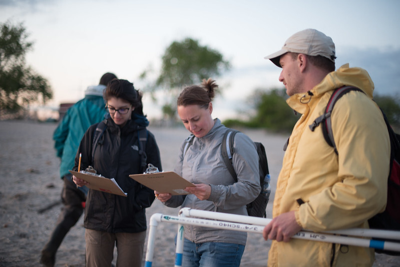 Horseshoe crab monitoring at Plumb Beach. Photo: Tracy Pennoyer