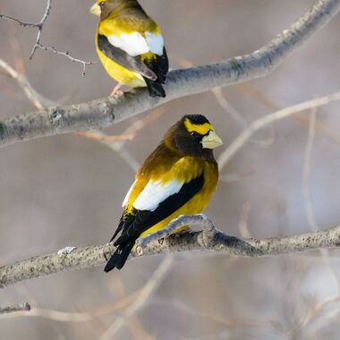 A pair of Evening Grosbeak perched on naked branches. Credit: Claudine Lamothe
