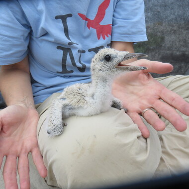 NYC Bird Alliance collaborates with the NYC Parks Wildlife Unit and New York State Department of Environmental Conservation to band Black Skimmer chicks in the New York City nesting colonies each year. In early 2020 NYC Bird Alliance provided a summary of the current status of the Black Skimmer in New York along with the request that the species be upgraded to “Endangered” status in New York State. Photo: NYC Bird Alliance