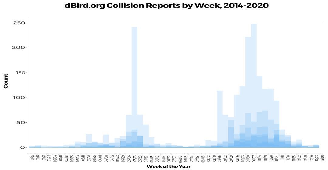 Dbird.org collision reports by week, 2014-2020. (Each year of reports is overlaid in transparent blue.) Bird collision reports peak between April 1-May 31 in spring and August 15-November 15 in fall. Graphic and data: NYC Bird Alliance