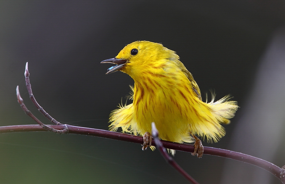 Yellow Warblers breed along the Hudson River shore in Fort Washington Park. Photo: Joshua Parrott/Audubon Photography Awards