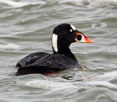 All three scoter species, including the Surf Scoter, are seen off the Rockaways in the wintertime. Photo: <a href="https://www.pbase.com/btblue" target="_blank">Lloyd Spitalnik</a>