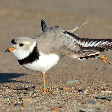 Monitoring of Piping Plovers (see this adult bird’s multiple leg bands) allows conservationists to collect data such as habitat use and survival rates that may help stem this vulnerable species’ decline. <a href="https://www.flickr.com/photos/usfwshq/25698293275/" target="_blank" >Photo</a>: Jim Hudgins/USFWS/<a href="https://creativecommons.org/licenses/by-nc/2.0/" target="_blank" >CC BY 2.0</a>
