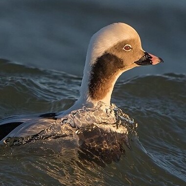 The beautiful Long-tailed Duck (here, a drake) winters in the waters around the Rockaway Peninsula. Photo: <a href="https://www.pbase.com/btblue" target="_blank">Lloyd Spitalnik</a>