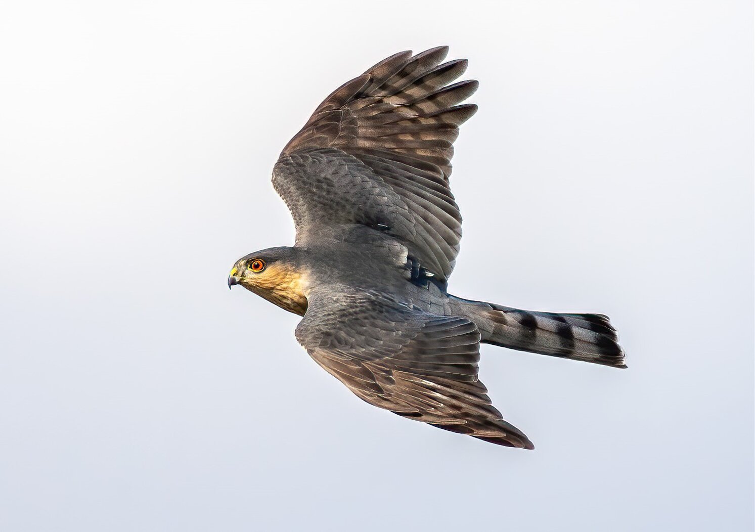 Sharp-shinned migrate along the Rockway Peninsula in large numbers. Photo: Lloyd Spitalnik