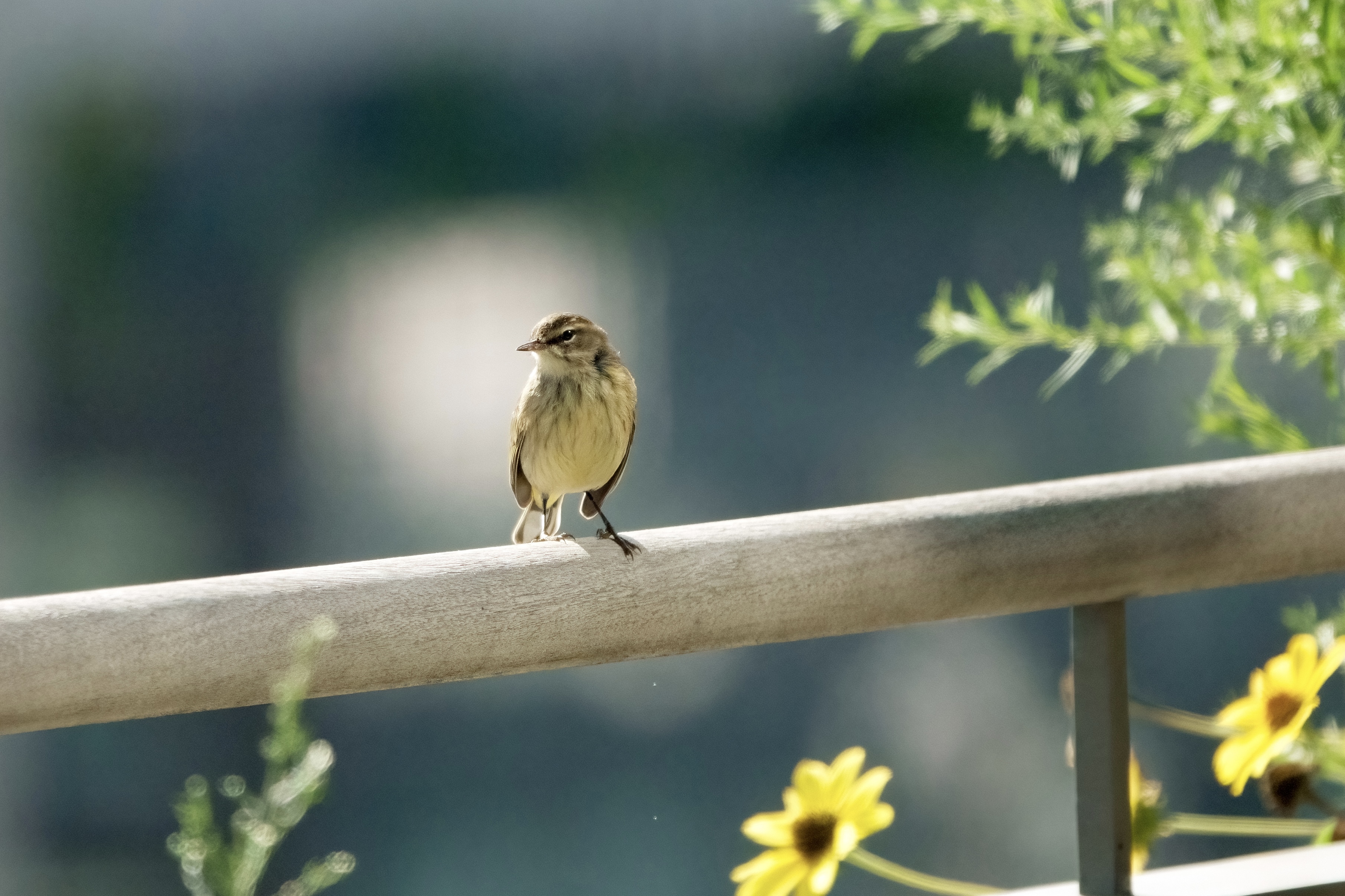 A Palm Warbler, one of over 40 bird species found by NYC Bird Alliance scientists at Google’s St. John’s Terminal office building as part of our green infrastructure monitoring in fall 2023. Photo: Michelle Talich 