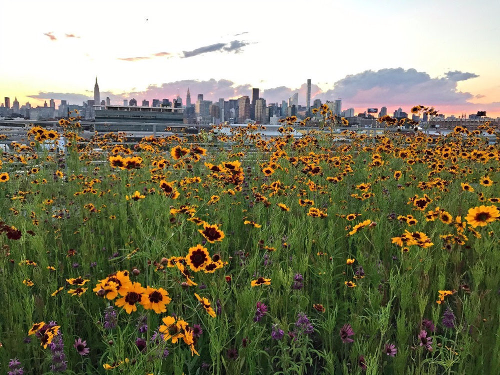 Kingsland Wildflowers atop Broadway Stages in Greenpoint, Brooklyn. Photo by Niki Jackson