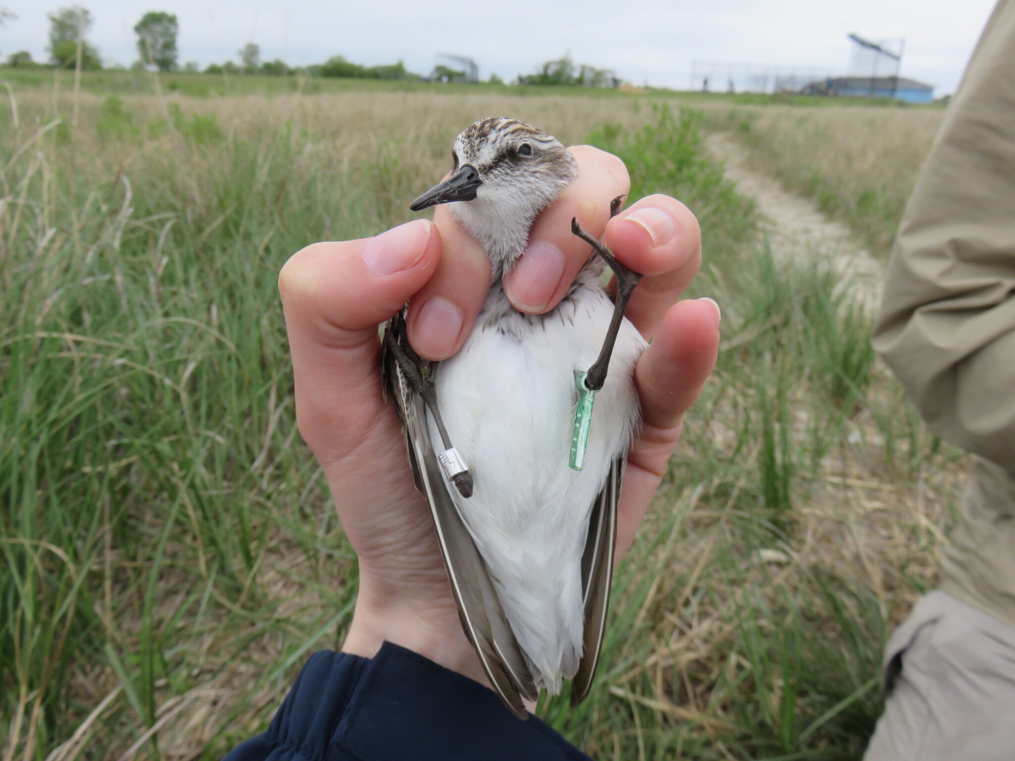 A Semipalmated Sandpiper is fitted with light-weight tags that will allow tracking of its movements during both migration and the breeding season. Photo: NYC Bird Alliance
