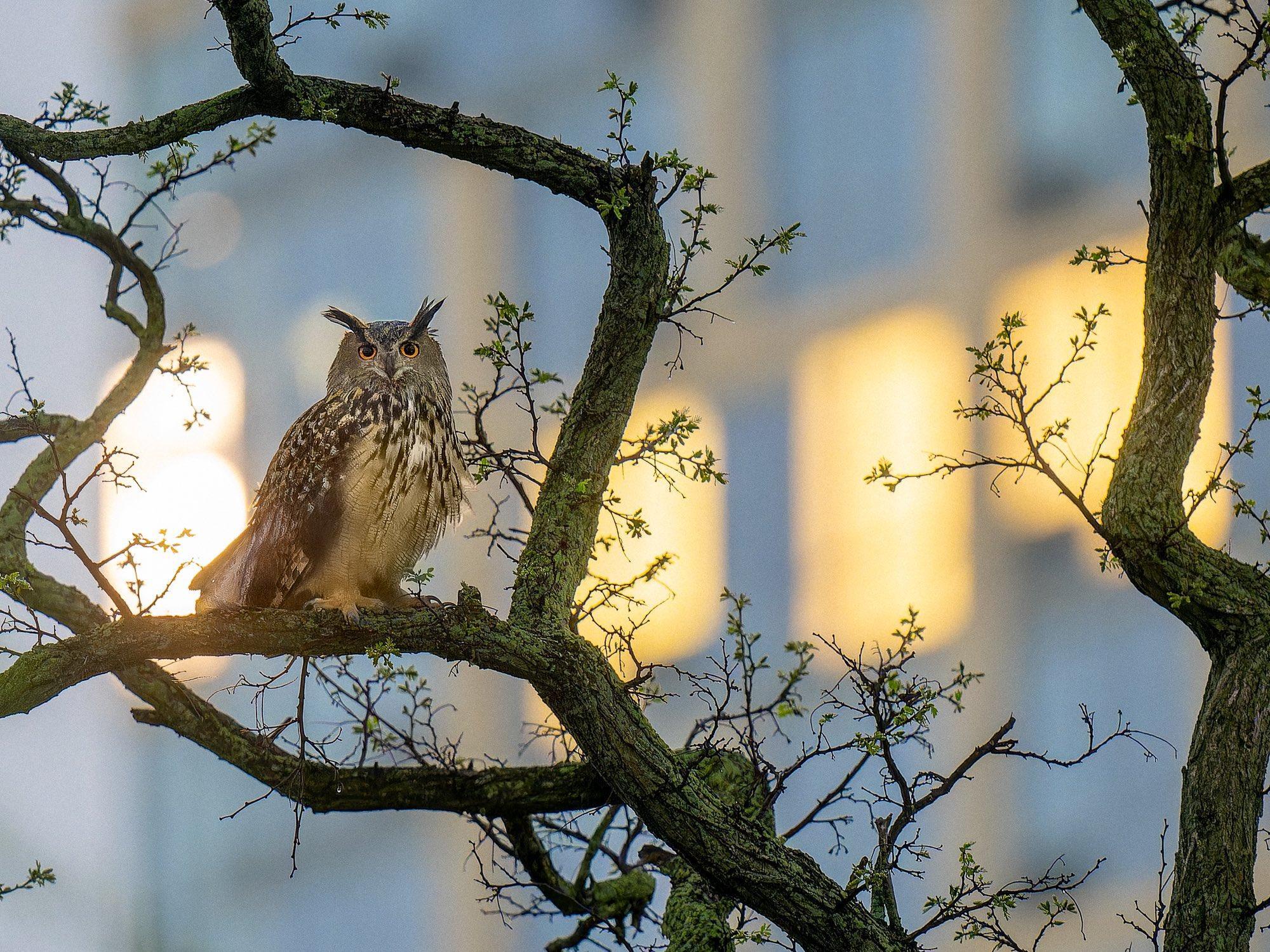 Flaco faced many threats to his survival after his escape, including rodenticides poisoning and collisions with buildings caused by reflective glass and artificial light pollution. Photo: David Lei