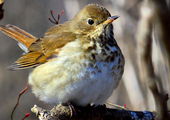 A Hermit Thrush characteristically cocks its tail upwards in a quick motion, and then slowly lowers it. Photo: David Cooney Jr./Great Backyard Bird Count