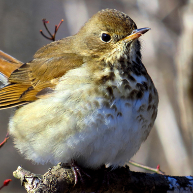 The Hermit Thrush characteristically cocks its tail upwards in a quick motion, and then slowly lowers it. Photo: David Cooney Jr./Great Backyard Bird Count