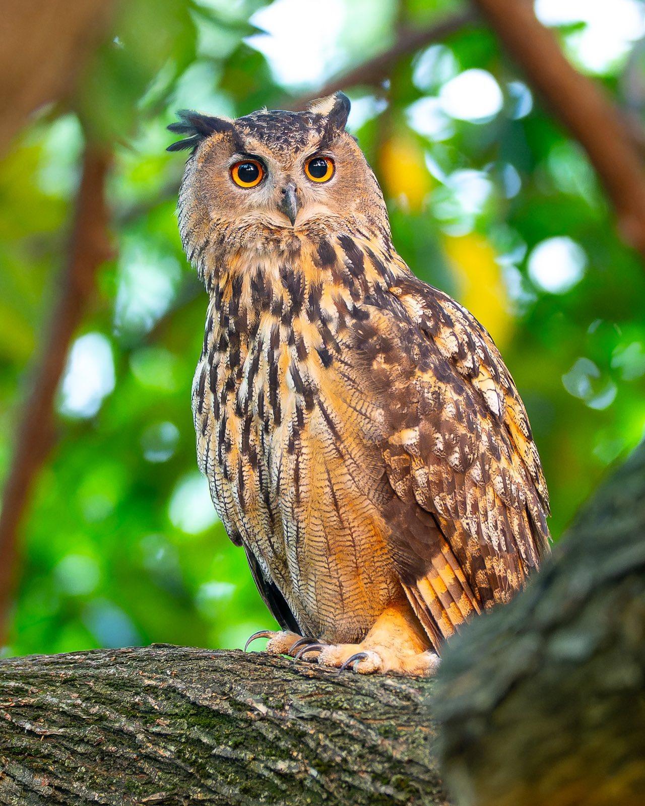 Flaco, with his distinctive orange eyes and prominent ear tufts, perches regally on a tree in Central Park. Photo by David Lei