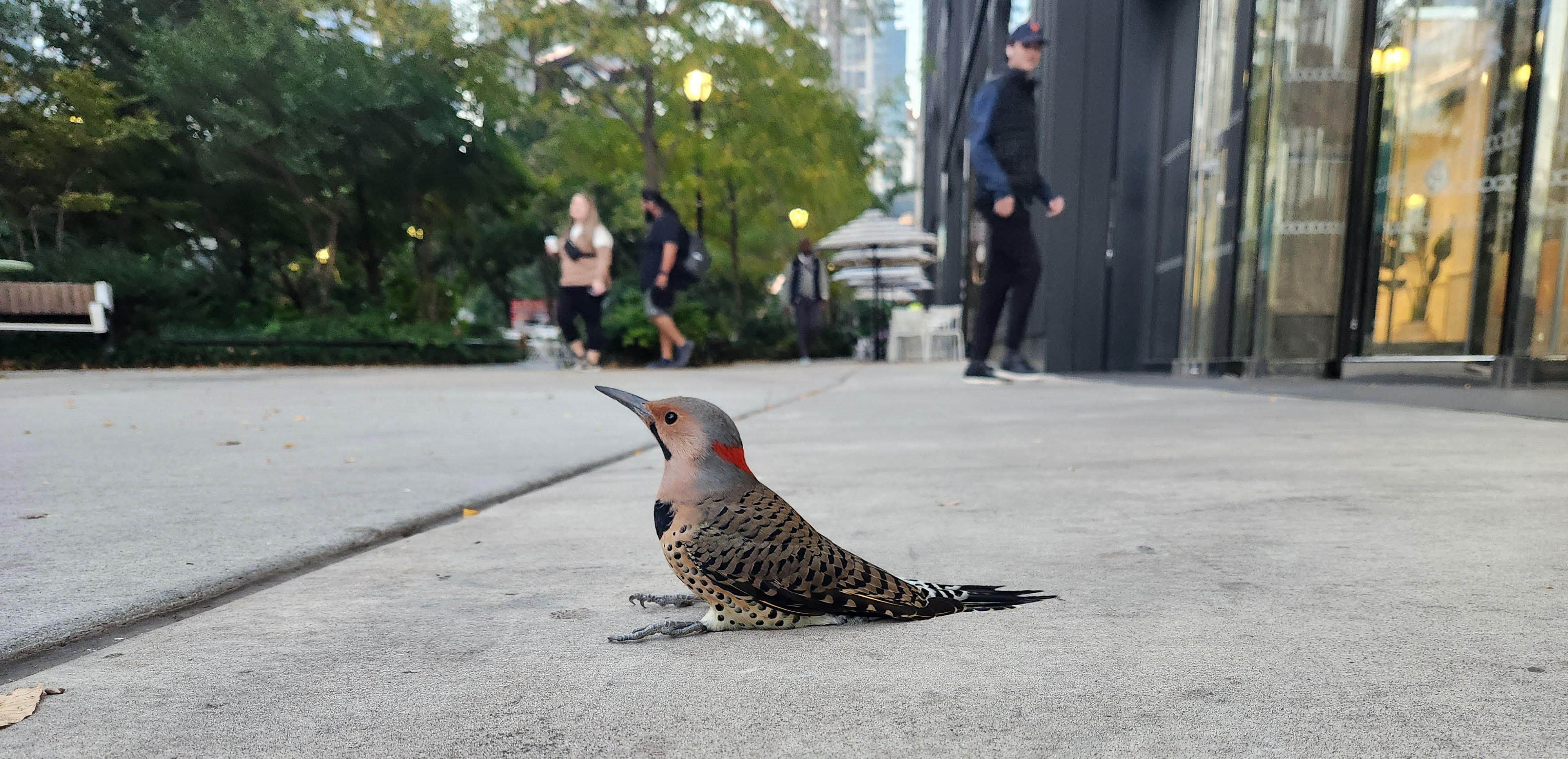 Northern Flicker found stunned by NYC Bird Alliance collision monitoring volunteer. Photo: NYC Bird Alliance