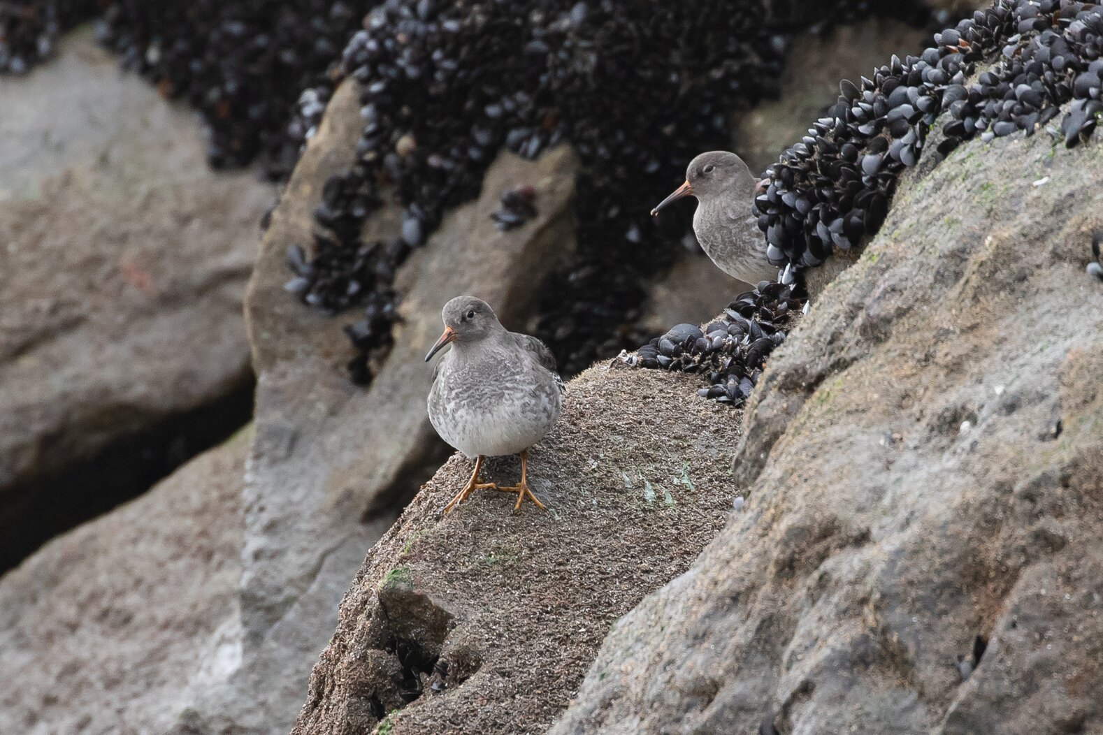 Carefully scan the jetties along the Rockaway beaches for Purple Sandpiper in the wintertime. Photo: Ryan Mandelbaum