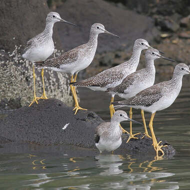 The Greater Yellowlegs, best distinguished from its "Lesser" counterpart by the longer length of its bill relative to its head, as well as its thick bill base, is a common migrant through Jamaica Bay. Photo: <a href="https://www.facebook.com/don.riepe.14" target="_blank">Don Riepe</a>