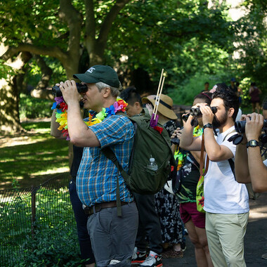 NYC Bird Alliance's Tod Winston spots a bird  in the distance in Central Park